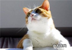 怎么练习猫咪运用猫爬架