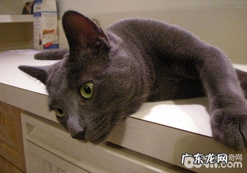 正确办法改进猫咪抓挠撕咬的习气