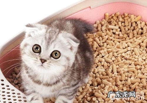 猫咪超有用猫砂训练方法
