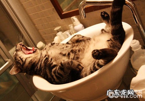 怎么让猫咪改掉用爪子挠墙的坏习惯