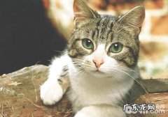 练习猫咪记住自己的姓名有好方法