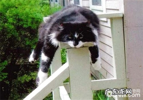 猫晚上不睡觉、乱叫怎么办