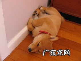 fitbit surge怎么用