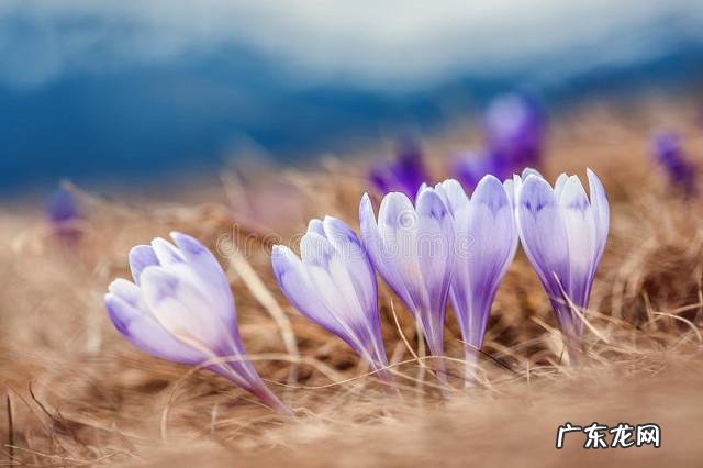 藏红花早上喝好还是晩上喝好?