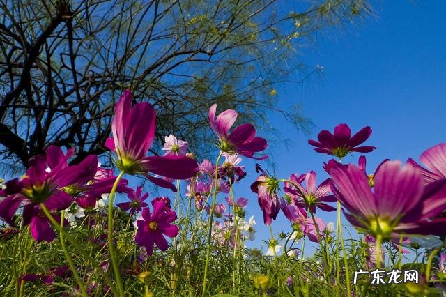 藏红花早上喝好还是晩上喝好?