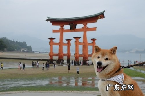 最适合减肥的食品有哪些?