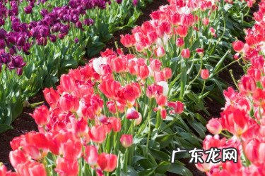 淘宝卖花草要什么资质