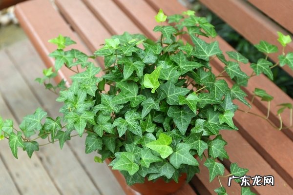 淘宝买植物好评 淘宝卖花草绿植容易吗