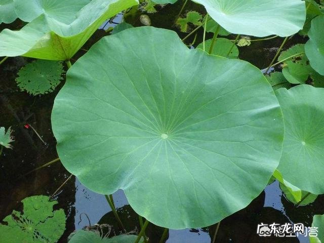 荷花叶泡水喝有什么功效？