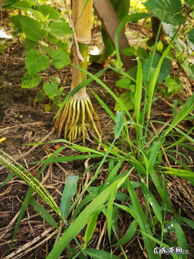 宝宝两岁但体重一年都没多少变化是什么原因?是不是缺锌?