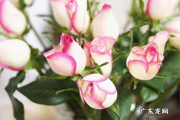 上海花店排名 2021北京佳花店排行榜