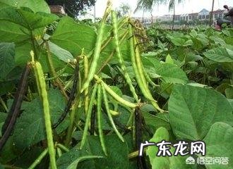 绿豆、红豆、薏米可不可以放在一起煮?对身体有哪些好处?