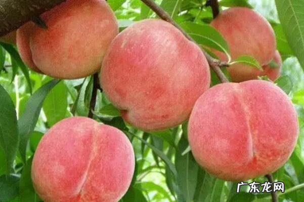 威海十大特产 山东特产排行榜前十名