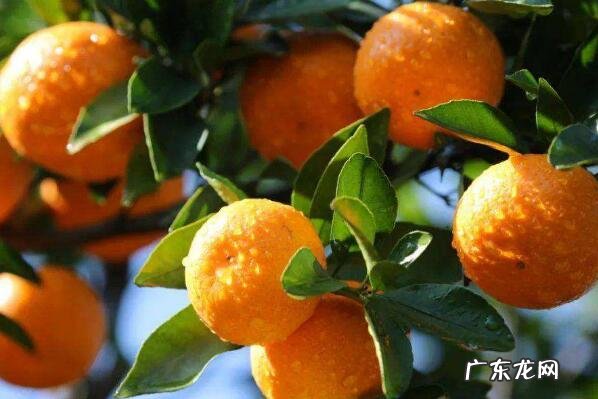 黄岩头陀红糖多少一斤 浙江省台州十大特产