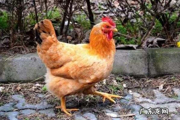 黄岩头陀红糖多少一斤 浙江省台州十大特产