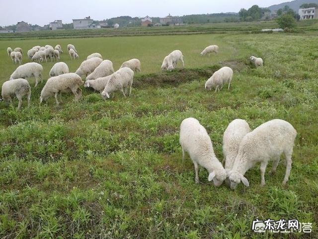 养羊很纠结！湖羊和波尔山羊养哪个有发展前景