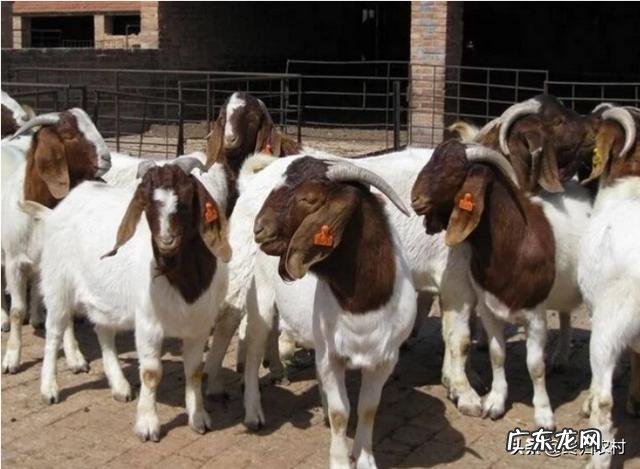 养羊很纠结！湖羊和波尔山羊养哪个有发展前景