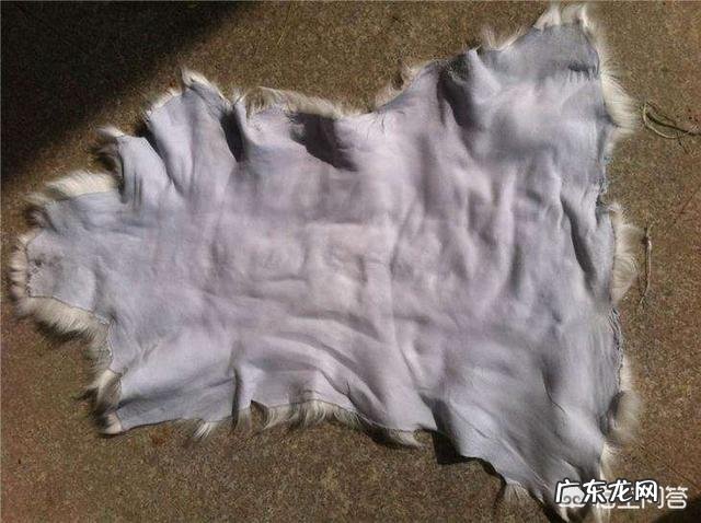 养羊很纠结！湖羊和波尔山羊养哪个有发展前景