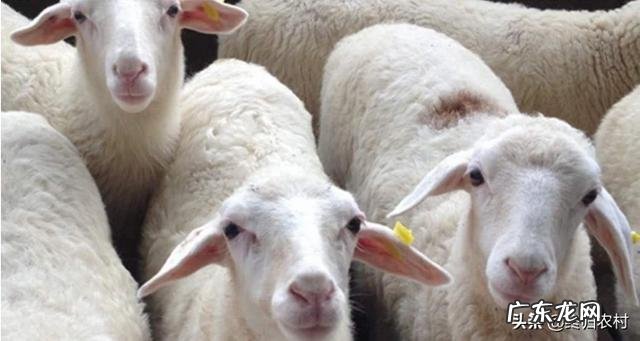 养羊很纠结！湖羊和波尔山羊养哪个有发展前景
