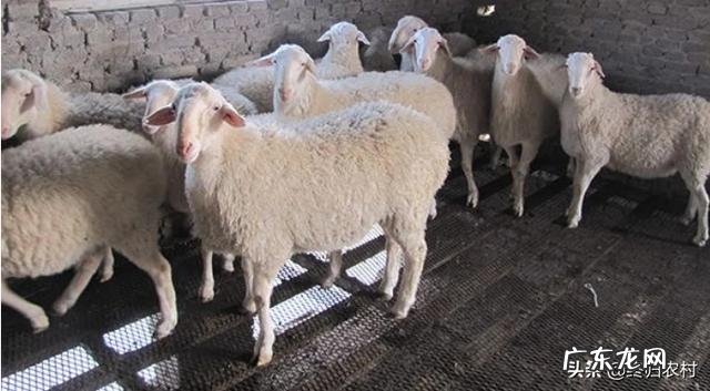养羊很纠结！湖羊和波尔山羊养哪个有发展前景