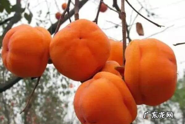 厦门小吃排名榜 天津十大知名特产