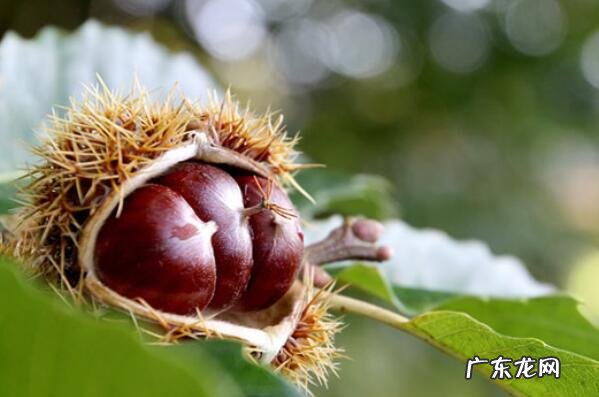厦门小吃排名榜 天津十大知名特产