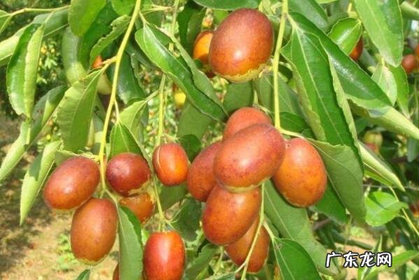 厦门小吃排名榜 天津十大知名特产