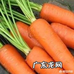 你觉得红萝卜炖排骨好吃吗?