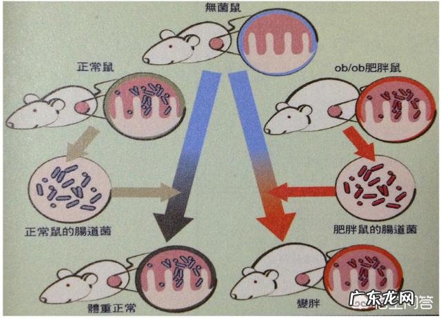 高纤维食物可以减肥吗 吃膳食纤维高的食物就可以减肥吗?