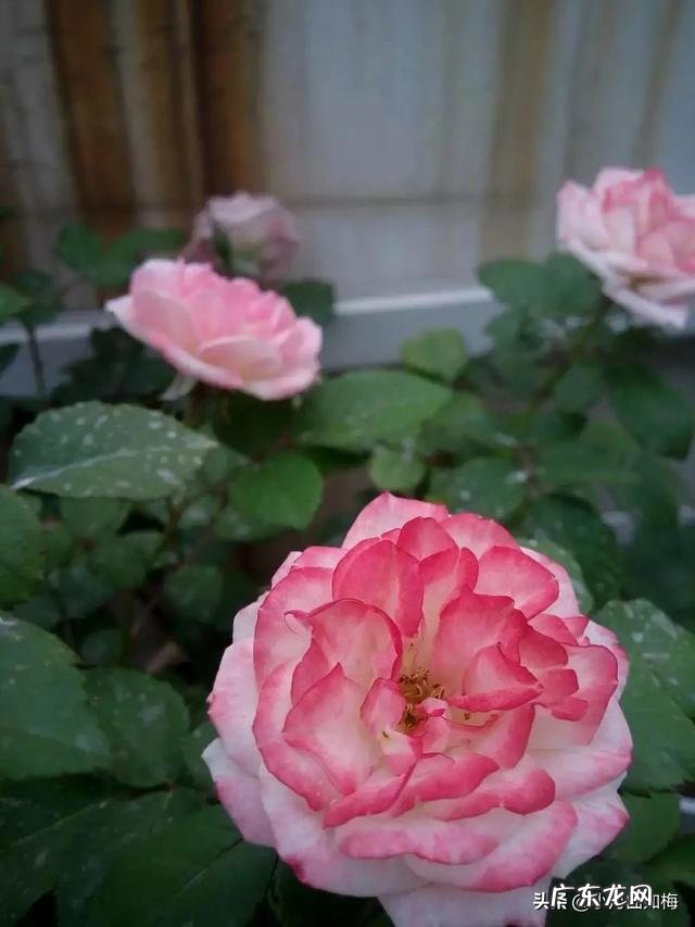 少吃和运动哪个减肥效果最好 请问一下,运动减肥与减少饭量减肥,哪一种减肥更快?