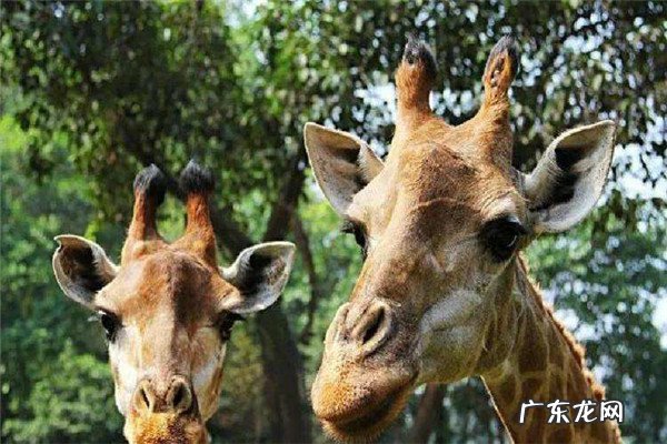 广东亲子游景点排名前十