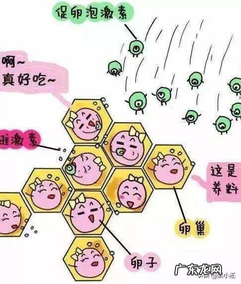 试管取卵一次得那么多,会不会老得快