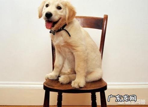 作为合格的金毛犬主人,每天必做什么事情?