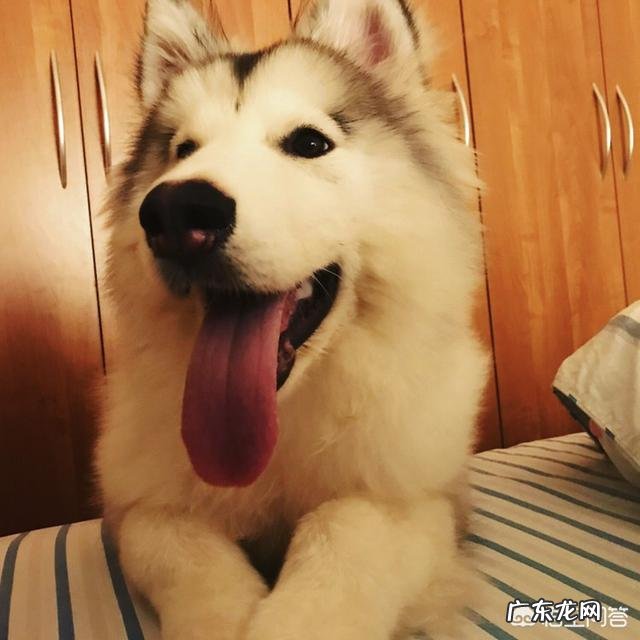 作为合格的金毛犬主人,每天必做什么事情?