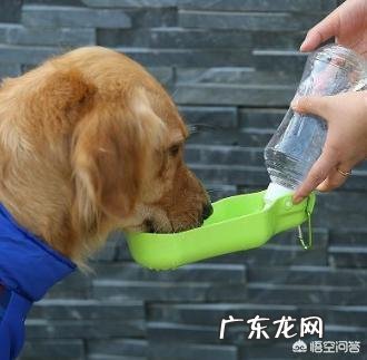 作为合格的金毛犬主人,每天必做什么事情?
