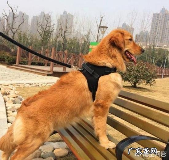 作为合格的金毛犬主人,每天必做什么事情?