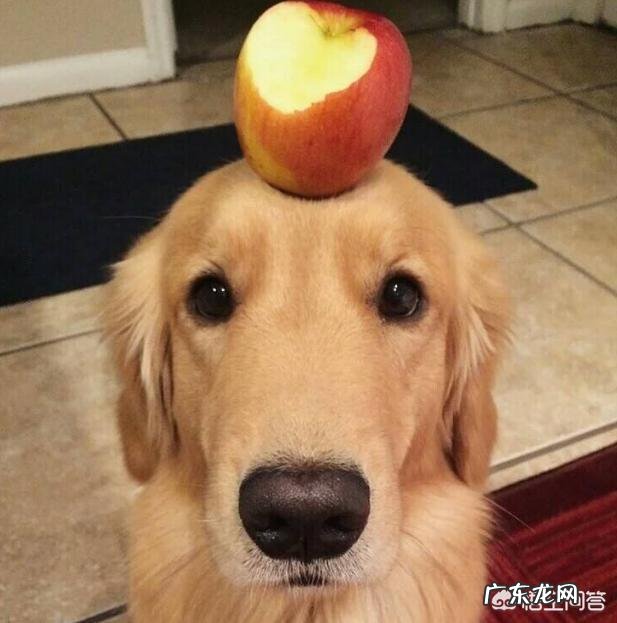 作为合格的金毛犬主人,每天必做什么事情?