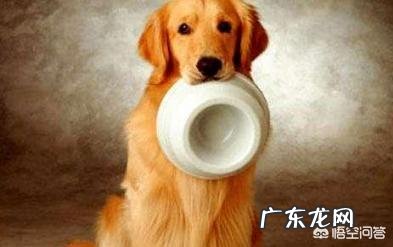 作为合格的金毛犬主人,每天必做什么事情?