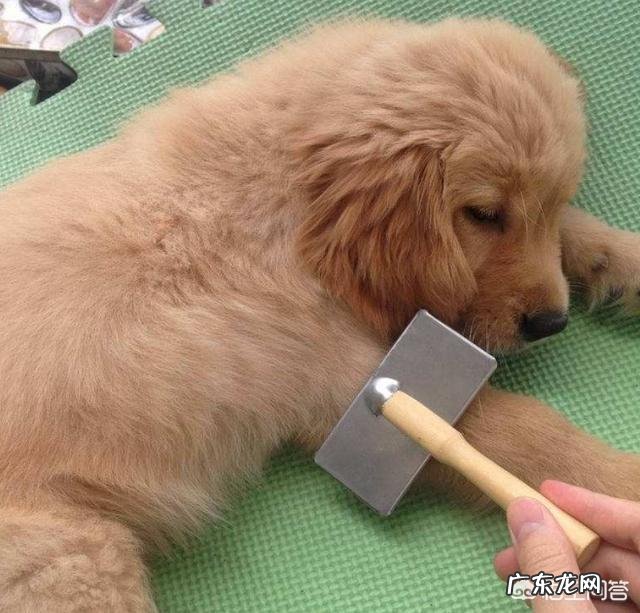 作为合格的金毛犬主人,每天必做什么事情?