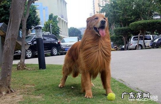 作为合格的金毛犬主人,每天必做什么事情?