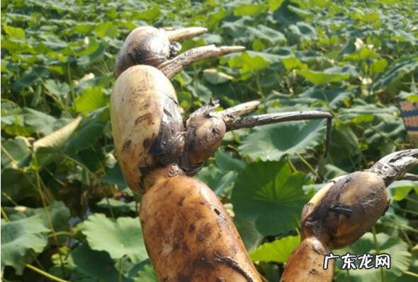 湖北省十大特产 湖北十大热门特产