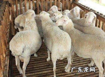 想在农村养殖湖羊，湖羊以后的销路会不会好呢