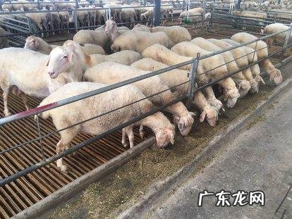 想在农村养殖湖羊，湖羊以后的销路会不会好呢