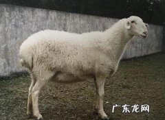 想在农村养殖湖羊，湖羊以后的销路会不会好呢