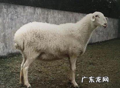 想在农村养殖湖羊，湖羊以后的销路会不会好呢