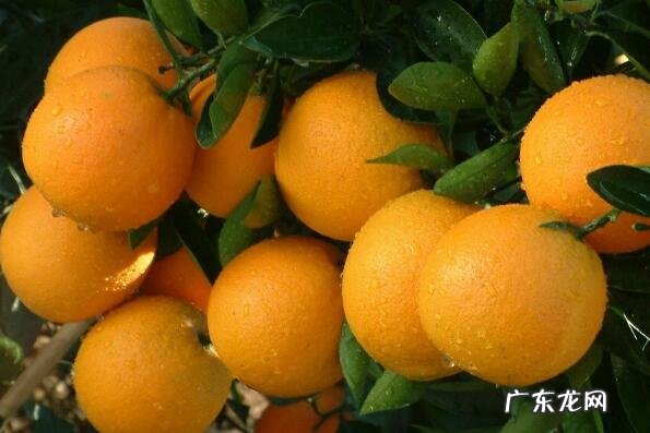 湖南最有名的十大特产 湖南有名的十大特产