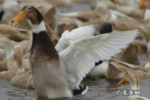 湖南最有名的十大特产 湖南有名的十大特产