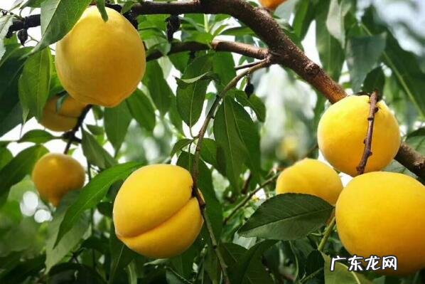 湖南最有名的十大特产 湖南有名的十大特产