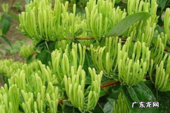 湖南邵阳十大特产