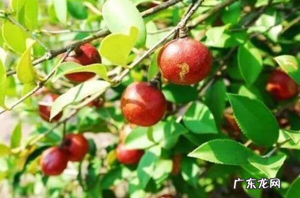 湖南邵阳十大特产